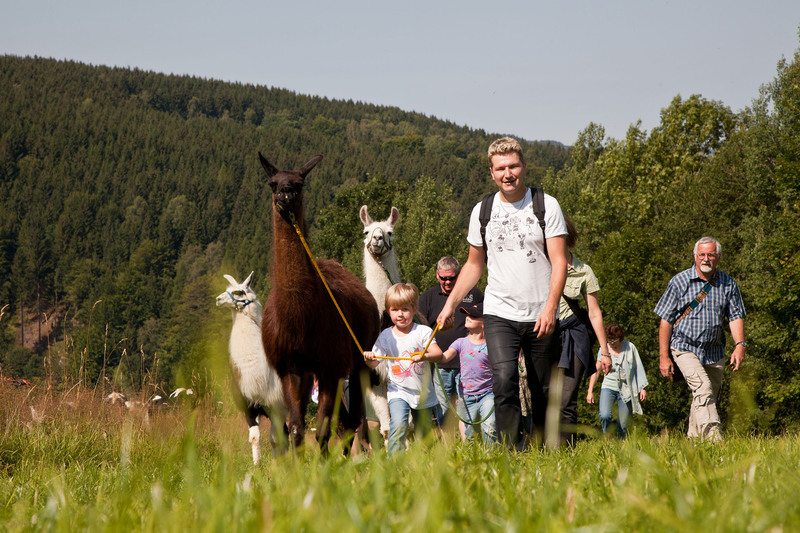 Lamas auf der Lama-Ranch