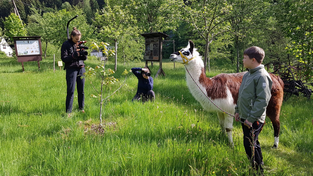 Lamas auf der Lama-Ranch